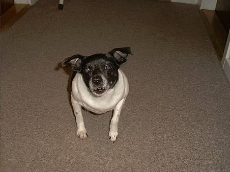 Dansk svensk gaardhund Pjevs - Død - og halse billede 8