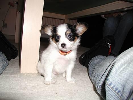 Papillon Chino - Da vi lige havde fået ham.. billede 2