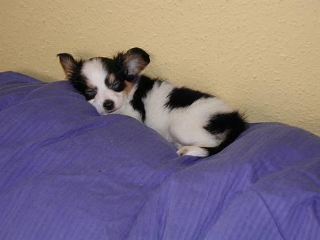 Papillon Chino - Stille! den lille sover ;) billede 5