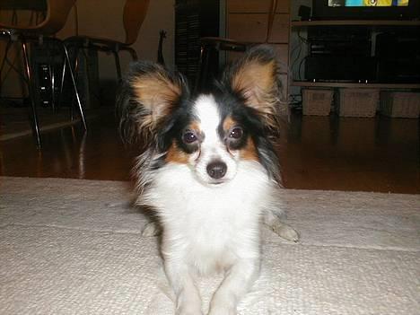 Papillon Chino - 1 år gammel, ikke så meget hår i nu! billede 6