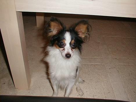 Papillon Chino - Skal følge med over alt.... billede 7