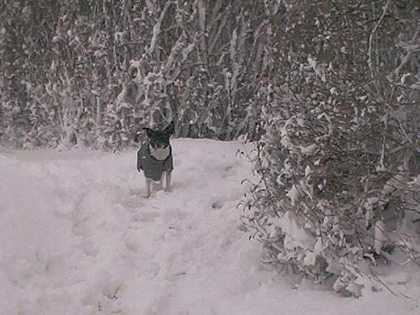 Dansk svensk gaardhund Pjevs - Død - Puhaaaa..... snestormen! koldt for en lille hund! billede 9