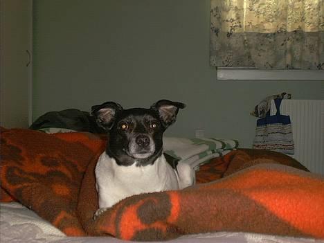 Dansk svensk gaardhund Pjevs - Død billede 10