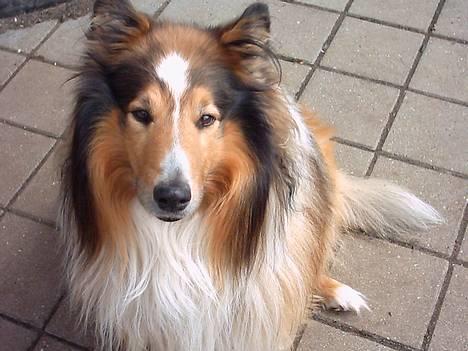 Collie langhåret Golden Maskot R.I.P <3 billede 6
