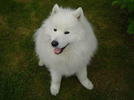 Samojedhund Kipper - Jah, jeg ved jeg er den smukkest, hehe. billede 1