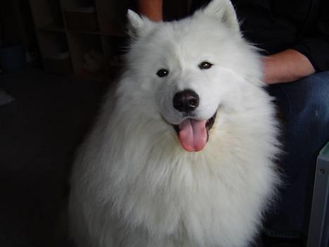 Samojedhund Kipper - Jah, dette billede er taget dagen efter min ejers konfirmation. Jeg gav hende nogen Piet Hein lysestager på 21 cm, og dem blev hun glad for (hun havde ønsket sig dem). billede 2