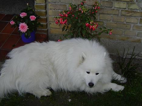 Samojedhund Kipper - Uh, jeg er lidt træt, af al den varme. Det var jo varmt den dag. billede 3