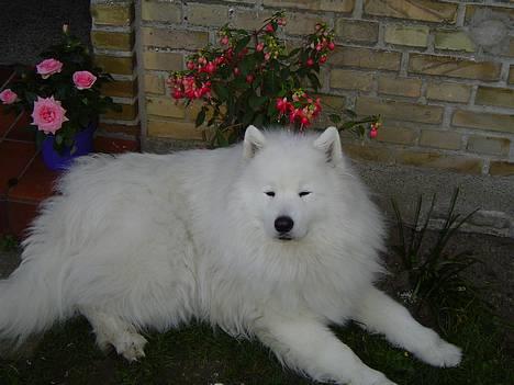 Samojedhund Kipper - Lidt frisk igen. Mm... her lugter af mad. Jeg elsker mad :P billede 4
