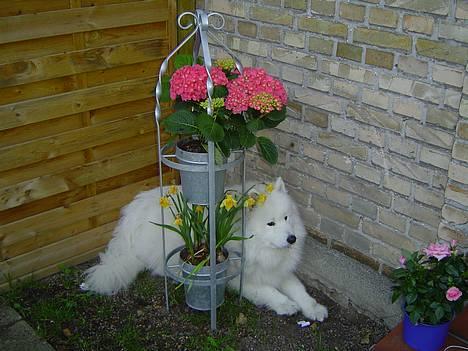 Samojedhund Kipper - Lidt skygge bag blomsterne. De dufter ret godt, de er også smukke! billede 5