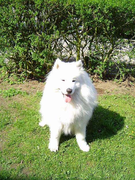 Samojedhund Kipper - Nu trængte jeg til noget sol, og ah, hvor er det dejligt! :D billede 6