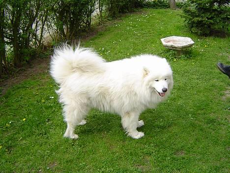 Samojedhund Kipper - Ja, jeg kan stå pænt!!!  billede 7