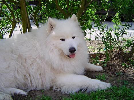 Samojedhund Kipper - Skygge igen :P billede 8