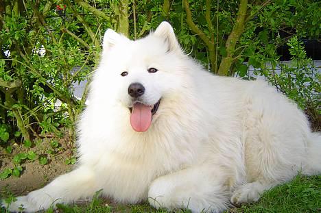 Samojedhund Kipper - Solen kom, men det er også dejligt!!!! billede 9