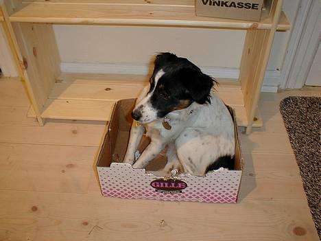 Dansk svensk gaardhund Sölja - Sölja i en kasse.. Hendes ynlings bide"dyr"... :) billede 1