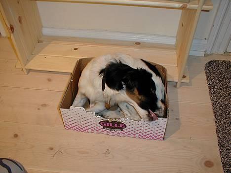 Dansk svensk gaardhund Sölja - Sölja i en kasse.. igen.. :D billede 2