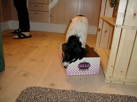 Dansk svensk gaardhund Sölja - Sölja i en kasse.. igen igen.. :D billede 3