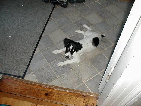 Dansk svensk gaardhund Sölja - Nårh, gammelt billede.. Men hun elsker a ligge ude i gangen på flisegulvet.. billede 7