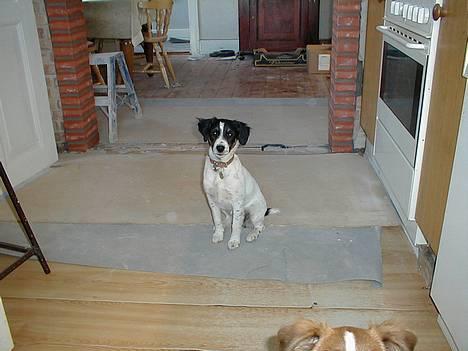 Dansk svensk gaardhund Sölja - Og under ombygningen.. billede 8