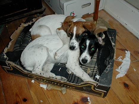 Dansk svensk gaardhund Sölja - hygge i én kasse.. billede 9