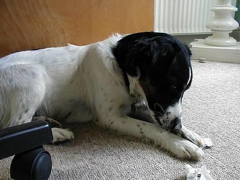 Dansk svensk gaardhund Sölja - Sölja ligger og ødelægger noget paprir... tror jeg... :) billede 10