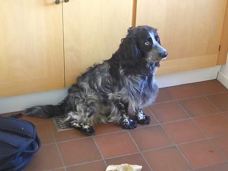 Field spaniel Monti billede 1