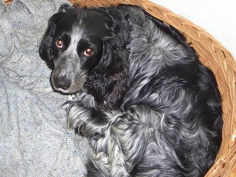 Field spaniel Monti billede 2