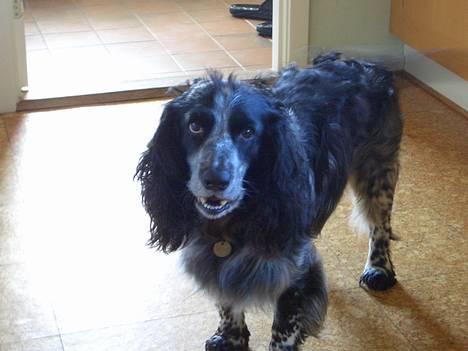 Field spaniel Monti billede 3