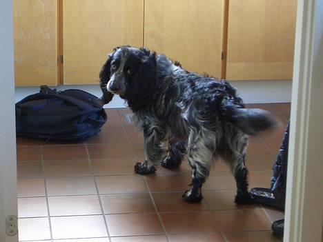 Field spaniel Monti billede 4