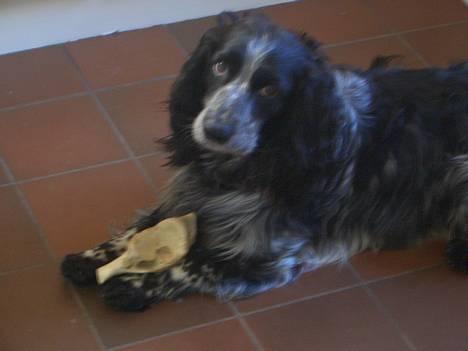 Field spaniel Monti billede 5