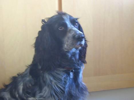 Field spaniel Monti billede 6