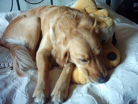 Golden retriever Zille - ZZZzzzzzz billede 4