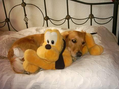 Golden retriever Zille - ZZZzzzz billede 5