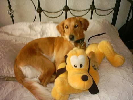 Golden retriever Zille - Hov!!!!! skal du tage billeder af mig og kæresten billede 6