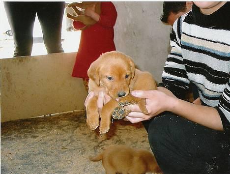 Blanding af racer Leika - Leika bare et par uger gammel =) billede 1