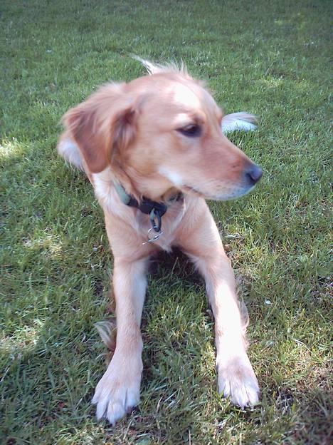 Golden retriever Zille - heyyy hvad søren var det??? billede 9