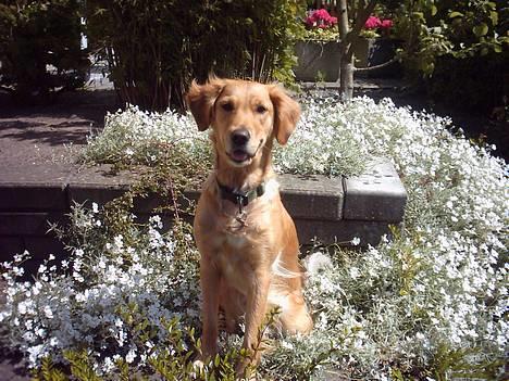 Golden retriever Zille - hov her må jeg vist ikke være, hmm hvis nu jeg gør mig lidt til siger hun nok ikke noget billede 10
