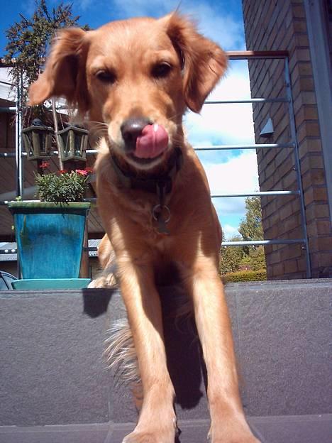 Golden retriever Zille - de ser godt nok gode ud de godbider du har der billede 8