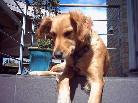 Golden retriever Zille - ja jeg kan da også godt se lidt sød ud billede 7