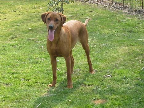 Blanding af racer Leika - Leika i haven foråret 2004 billede 2