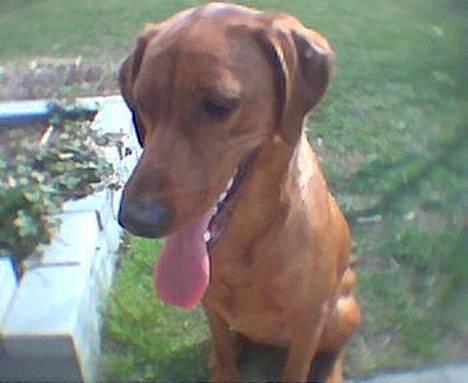 Blanding af racer Leika billede 3