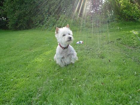 West highland white terrier Bess of white Roses - skøn lille westi... billede 1