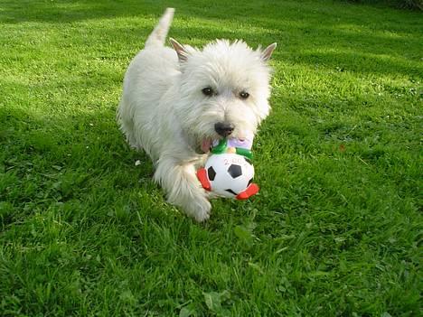 West highland white terrier Bess of white Roses - det er mit pive dyr i må ik tage det... billede 3