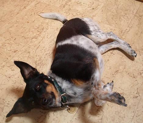 Dansk svensk gaardhund Piv *Englebarn* - Juhuuu! Vi leger *Efter ulykken* billede 1