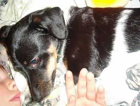 Dansk svensk gaardhund Piv *Englebarn* - En træt vuf billede 2