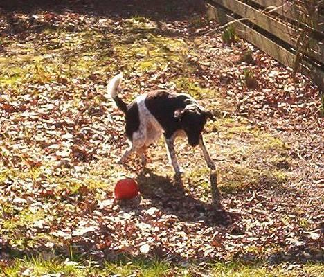 Dansk svensk gaardhund Piv *Englebarn* - Prøver at kaste sig efter bolden! billede 3