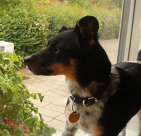 Dansk svensk gaardhund Piv *Englebarn* - Mon der er noed spændende i vinduet?? billede 4