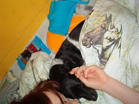 Dansk svensk gaardhund Piv *Englebarn* - En træt vuffer! billede 5