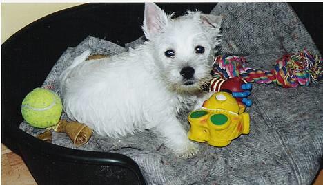 West highland white terrier Bess of white Roses - her er jeg som hvalp billede 4