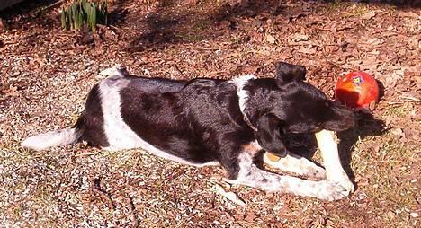 Dansk svensk gaardhund Piv *Englebarn* - Nammenam! billede 6