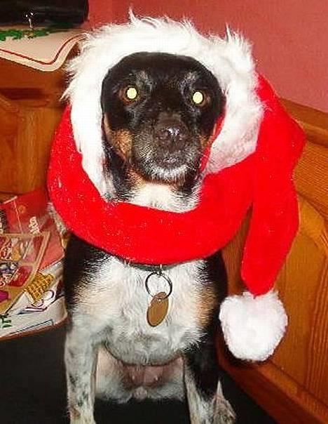 Dansk svensk gaardhund Piv *Englebarn* - ¨Søde Julepiv. Hvores flotte julekort model. Før ulykken. billede 7